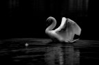 Black and white Black and white