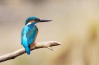 Il re dei pescatori Il re dei pescatori