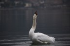 Cigno arrabbiato Cigno arrabbiato