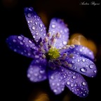 flower flower