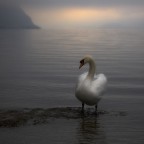 Alle prime luci del giorno