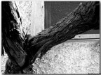 ..Tralcio.. ..Tralcio..