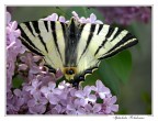 Iphiclides Polidarius Iphiclides Polidarius
