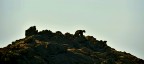 L'orso....di pietra L'orso....di pietra