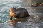 lontra lontra
