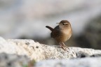 Scricciolo comune (Troglodytes troglodytes) Scricciolo comune (Troglodytes troglodytes)