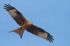 Nibbio reale (Milvus milvus) Nibbio reale (Milvus milvus)