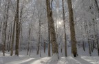 il bosco magico il bosco magico