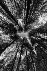 Monumental Larches Monumental Larches