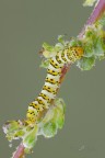 Cucullia-lychnitis Cucullia-lychnitis
