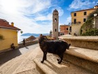 Cervo....con gatto! Cervo....con gatto!