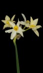 notte in fiore notte in fiore