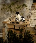 Il mattogatto Il mattogatto