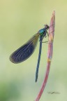 Calopteryx-splendens_DSC1465 Calopteryx-splendens_DSC1465