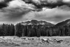 Cows with Latemar in background Cows with Latemar in background