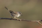 Occhiocotto (Sylvia melanocephala) Occhiocotto (Sylvia melanocephala)