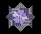 Pervinca Pervinca