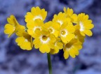 La flora dei detriti calcarei, la Primula auricola detta anche primula Orecchia d�orso. Una Pianta erbacea perenne che nasce tra gli anfratti e le crepe rocciose di alta quota (1�800 � 2�300 m).  Una peculiarit� comune a questa flora consiste nell'incapacit� di vivere fuori del loro ambiente. Qualora i semi cadessero nelle praterie non potrebbero svilupparsi perch� le giovani pianticelle non reggono alla concorrenza delle altre specie presenti.