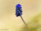 Muscari neglectum Muscari neglectum