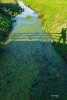 Ombre sul piccolo rigagnolo.. Ombre sul piccolo rigagnolo..