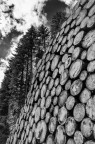 Violin’s Forest I Violin’s Forest I