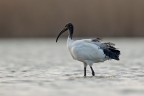 Ibis sacro Ibis sacro