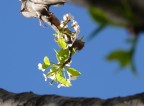 Prime avvisaglie di primavera Prime avvisaglie di primavera