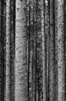 Violin’s Forest II Violin’s Forest II