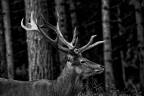 Deer I Deer I