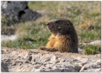 Marmotta ... prime uscite della stagione.