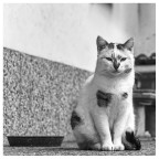 Gatto Gatto