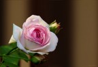 Rosa "Pierre de Ronsard" Rosa "Pierre de Ronsard"