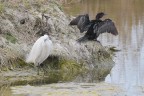 Il bianco e il nero Il bianco e il nero