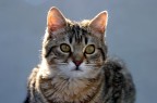 il mio gatto il mio gatto