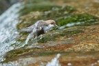 La caccia dell'acquaiolo La caccia dell'acquaiolo