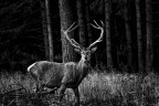 Deer II Deer II