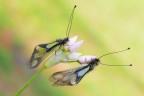 Libelloides Libelloides