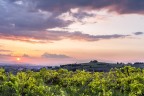 vigna con vista II vigna con vista II