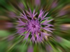 Il fiore "esploso" � un Fiordaliso (Centaurea jacea).