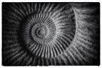 Vortice di Phi Vortice di Phi