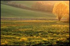 verde e oro verde e oro