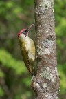 Picchio-verde_DSC05857