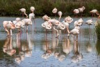 Fenicotteri Camargue aprile 2023 Fenicotteri Camargue aprile 2023