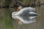 Cigno selvatico Cigno selvatico