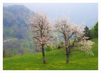 Primavera alpina Primavera alpina