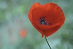 Papavero cuore