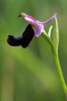 Ophrys bertolonii