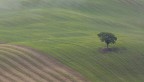 l'albero l'albero