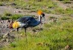 Gru coronata Gru coronata