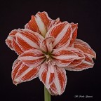 Amaryllis Amaryllis